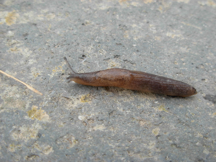 Tandonia sowerbyi (?) dall''isola di  Capraia